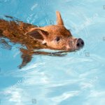 Swimming Pig