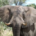 African Elephant JPP Flash