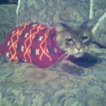 Sweater Cat template