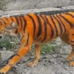 Tigres