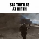 Run | SEA TURTLES AT BIRTH | image tagged in gifs,memes,turtle | made w/ Imgflip video-to-gif maker