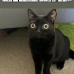 where??? | IF WORKER DRONES HAS THEIR HAIR FROM HUMANS...
WHERE DID DISASSEMBLY DRONES GET THEIR??? | image tagged in black cat oh no v2,murder drones,visible confusion,weird,confused | made w/ Imgflip meme maker