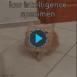 Low intelligence specimen meme