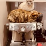 Pussy cat