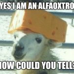 Alfaoxtrot meme | WHY YES I AM AN ALFAOXTROT FAN; HOW COULD YOU TELL? | image tagged in llama cheese hat | made w/ Imgflip meme maker