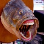 Fish Face meme