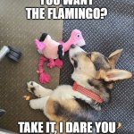 Lando and the Flamingo | YOU WANT THE FLAMINGO? TAKE IT, I DARE YOU | image tagged in the flamingo and lando | made w/ Imgflip meme maker