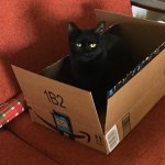 Cat in an Amazon box