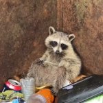 Raccoon in Trash