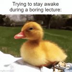 Trying to stay awake during it is almost impossible. | Trying to stay awake during a boring lecture: | image tagged in gifs,school,memes,funny,so true memes,ducks | made w/ Imgflip video-to-gif maker