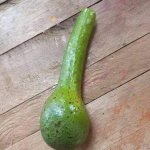 kisii avocado