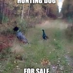 Hunting Dog For Sale | HUNTING DOG; FOR SALE | image tagged in hunting dog for sale | made w/ Imgflip meme maker