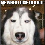 original pissed off husky | ME WHEN I LOSE TO A BOT | image tagged in original pissed off husky | made w/ Imgflip meme maker