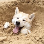 happy dog buried in the sand