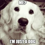 ME? | ME? I'M JUST A DOG | image tagged in golden retriever | made w/ Imgflip meme maker