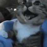 Happy Cat GIF Template