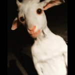 Goat standing GIF Template