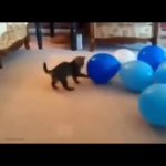 Cat vs Balloon GIF Template