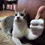 cat thumbs up