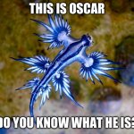 Oscar: The little guy | THIS IS OSCAR; DO YOU KNOW WHAT HE IS? | image tagged in oscar | made w/ Imgflip meme maker