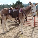 Saddled donkey