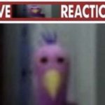 Live opila bird reaction