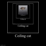 Ceiling cat