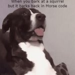wait what | When you bark at a squirrel but it barks back in Morse code | image tagged in gifs,morse code,dog | made w/ Imgflip video-to-gif maker