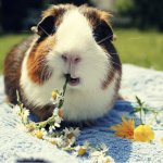 Guinea Pig eating flowers