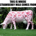 Strawberry milk | THIS IS WHERE STRAWBERRY MILK COMES FROM | image tagged in strawberry milk | made w/ Imgflip meme maker