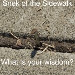 Snek of the Sidewalk Debut! | image tagged in snek of the sidewalk | made w/ Imgflip meme maker