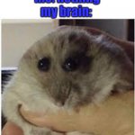 hampter | teacher: what are you laughing about? me: nothing; my brain: | image tagged in hampter | made w/ Imgflip meme maker