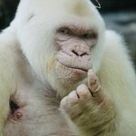 white ape