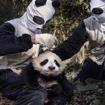 Panda in danger