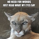 Annoyed Puma | NO NEED FOR WORDS; JUST READ WHAT MY EYES SAY | image tagged in annoyed puma | made w/ Imgflip meme maker