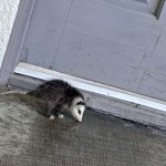 possum at my door