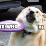 Dog hit by frisbee | THE WEEK; ME | image tagged in dog hit by frisbee,why are you reading this | made w/ Imgflip meme maker