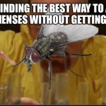 Fly Scientists be like | FLIES FINDING THE BEST WAY TO ANNOY HOMO SAPIENSES WITHOUT GETTING SCREWED | image tagged in science | made w/ Imgflip meme maker