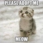 Sad Cat | PLEASE ADOPT ME; MEOW | image tagged in memes,sad cat | made w/ Imgflip meme maker