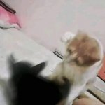 Cat beats cat