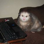 tech support possum