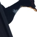 Giant Duck Illusion Transparent Background