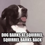 things | DOG BARKS AT SQUIRREL. SQUIRREL BARKS BACK | image tagged in gifs,funny,memes,dogs | made w/ Imgflip video-to-gif maker
