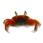 Gerold The Crab
