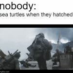 only one makes to adulthood so good luck | nobody:; sea turtles when they hatched: | image tagged in gifs,funny memes,animals | made w/ Imgflip video-to-gif maker