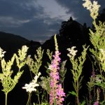 Blumen Feld Burg Nacht Dunkelheit