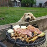 Golden Retriever Dog Staring Longingly at Barbecue
