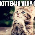 Cute kitten | THE KITTEN IS VERY CUTE | image tagged in cute kitten | made w/ Imgflip meme maker