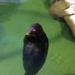 Spinning seal GIF Template
