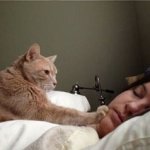 Cat Waking Owner